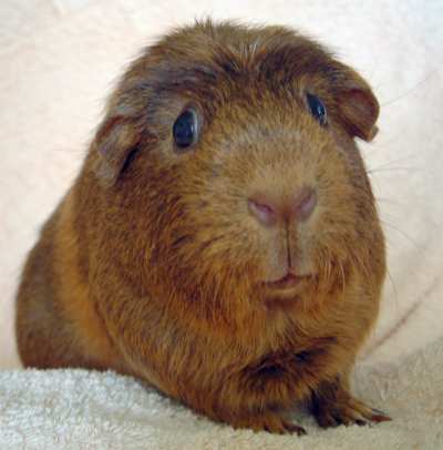 plural vom schweinchen