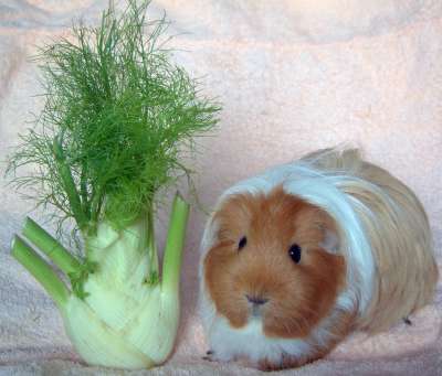 ...ich finde, ich mach mich hier voll zum Deppen...