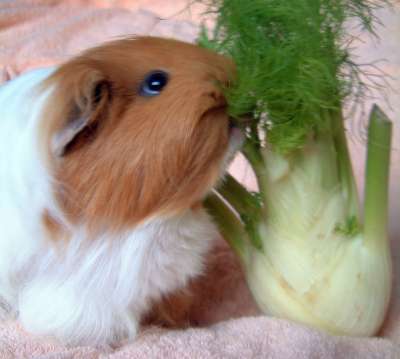 ...ich fre nur diesen kleinen Zweig hier....