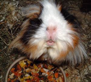 Das kommt in unseren Napf!