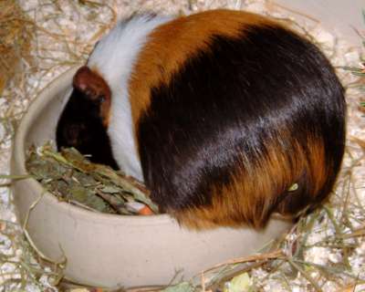 Ronja Kleinschwein w�hlt den Napf durch...